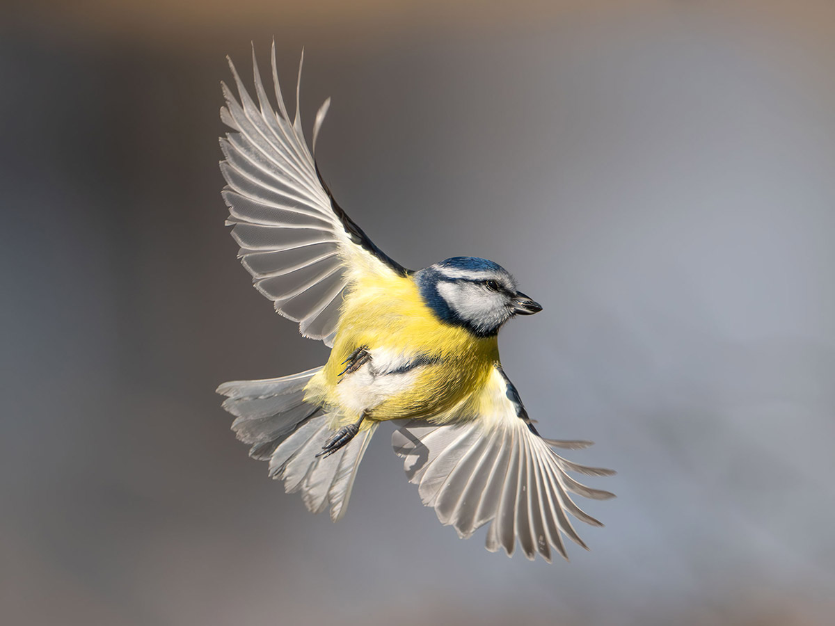 Yellow-Tit-Flight-1