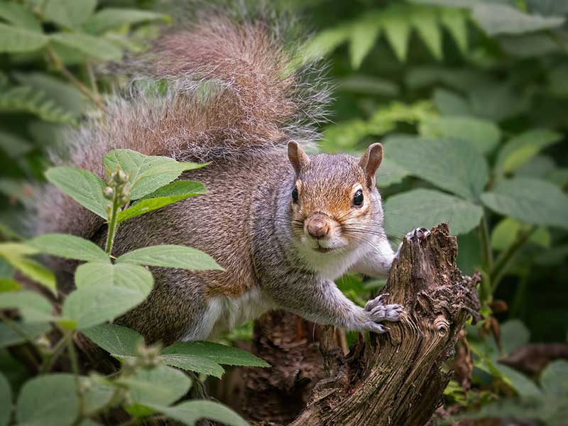 squirrel