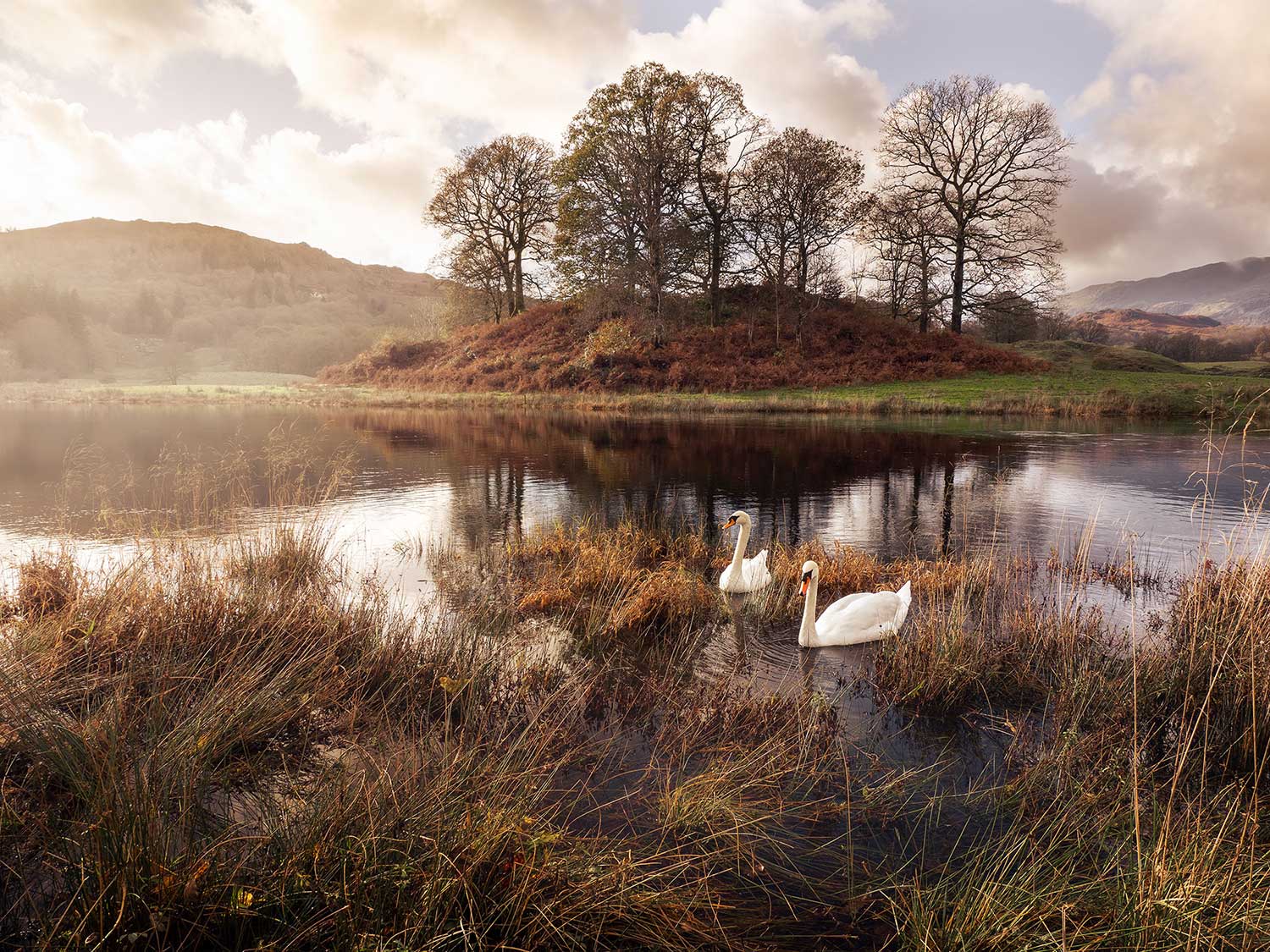 River_Brathay_Swans_1500