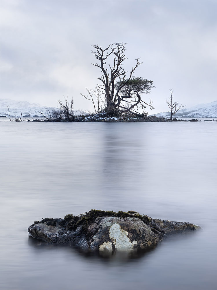 Assynt-tree