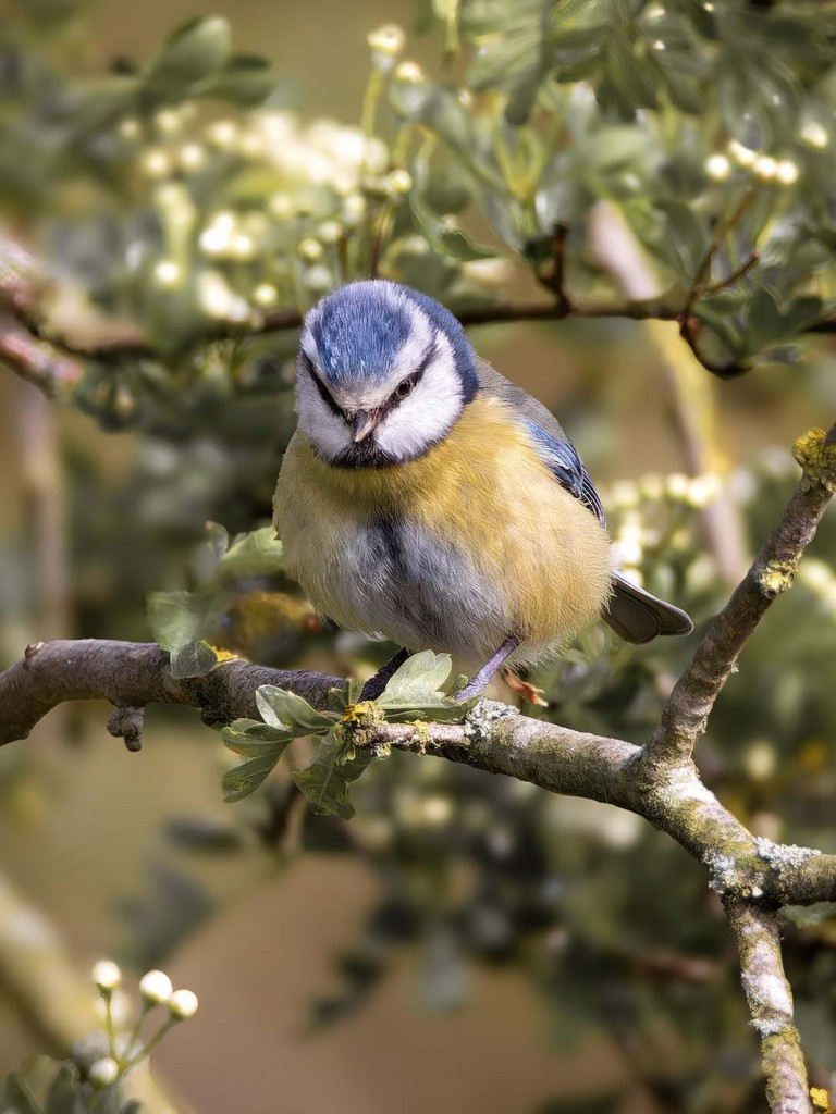 Bluetit-1000