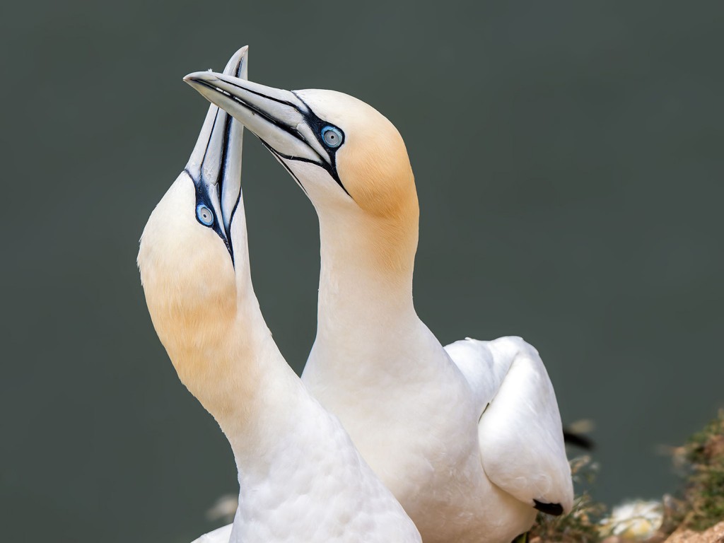 Gannets_Bempton-1500