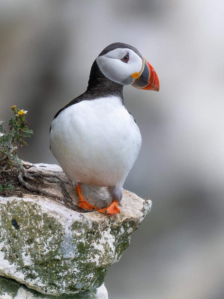 Puffin_Bempton-8B-1000