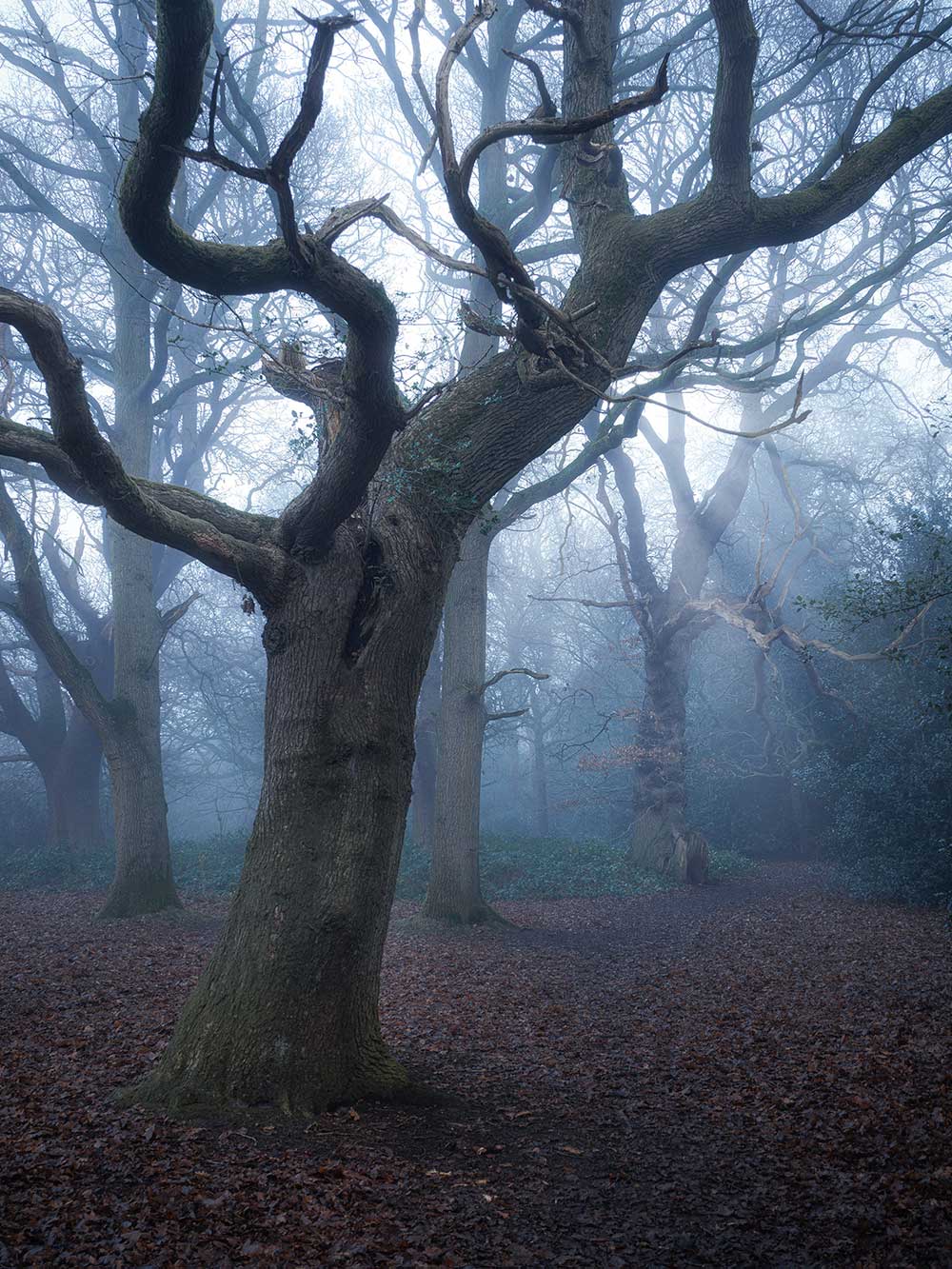 Westwood-mist-dec26-3-East1000