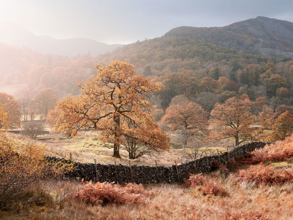 Golden Autumn-Elterwater