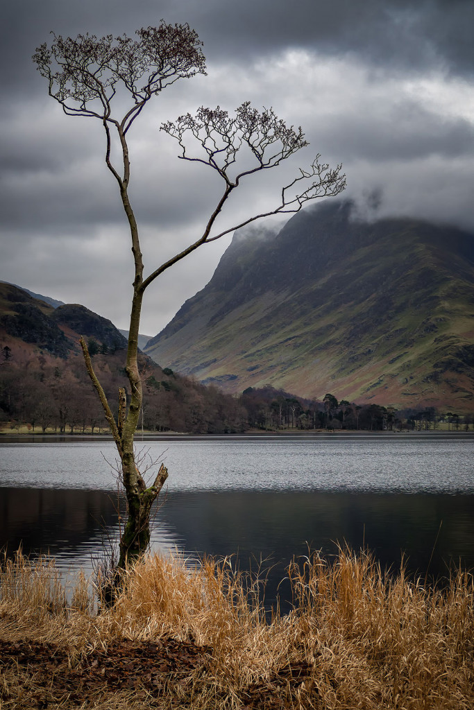 Lone Tree-Buttermere