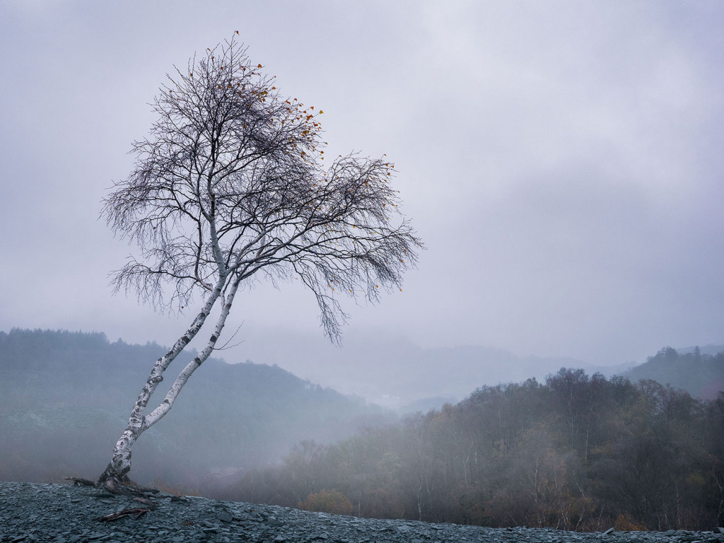 The Lone Silver Birch-Hodge Close