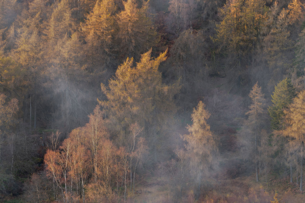 Misty Trees-Tarn Hows