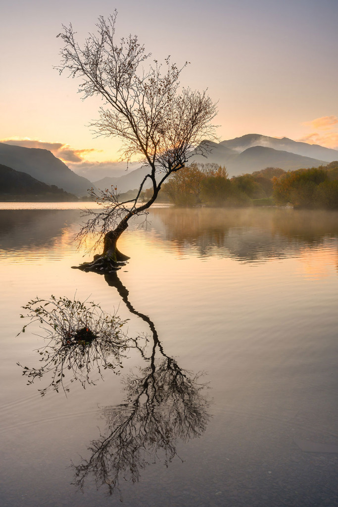 Soft Light, Lone Tree Llanberris-Snowdonia (Eryri)