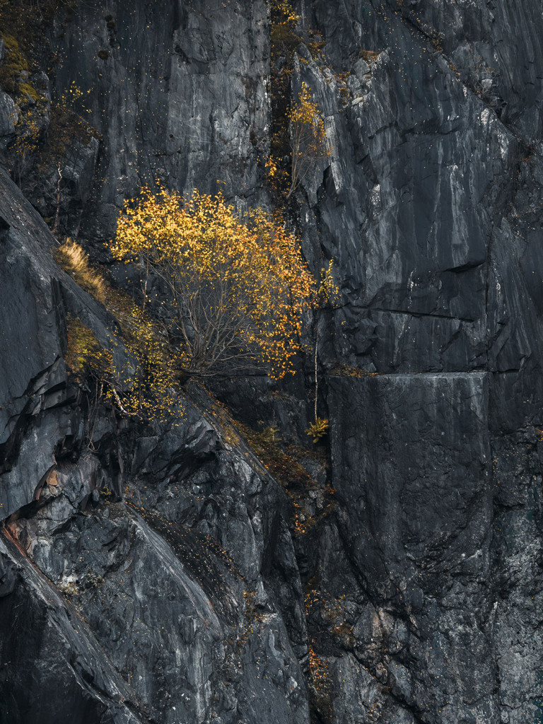 Lone Autumn Tree-Dinorwic Quarry-Snowdonia (Eryri)