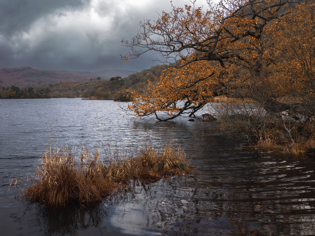 Autumn Tree-Rydal Water
