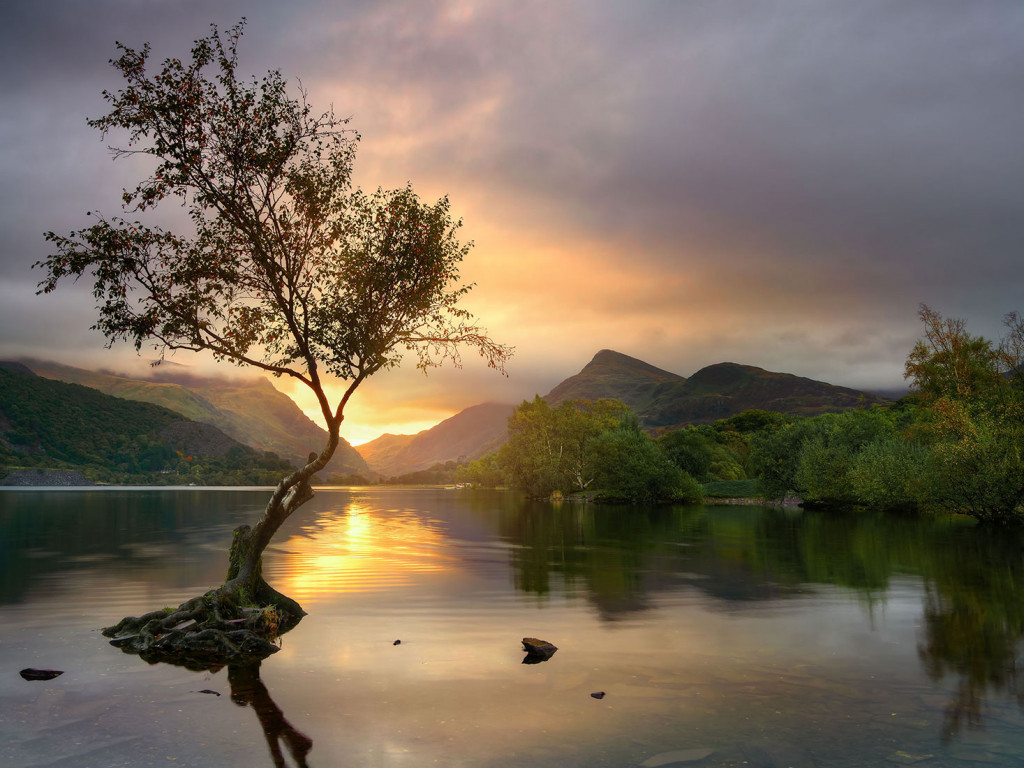 Golden Dawn, Lone Tree Llanberris-Snowdonia (Eryri)