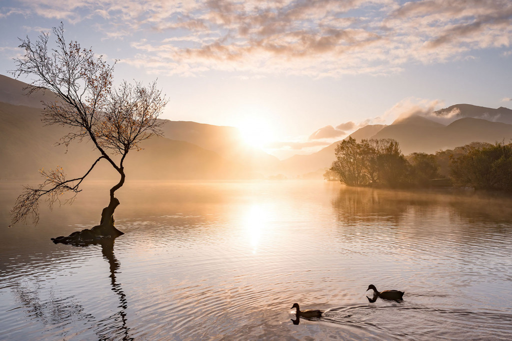 Tranquil Lone Tree Llanberris-Snowdonia (Eryri)