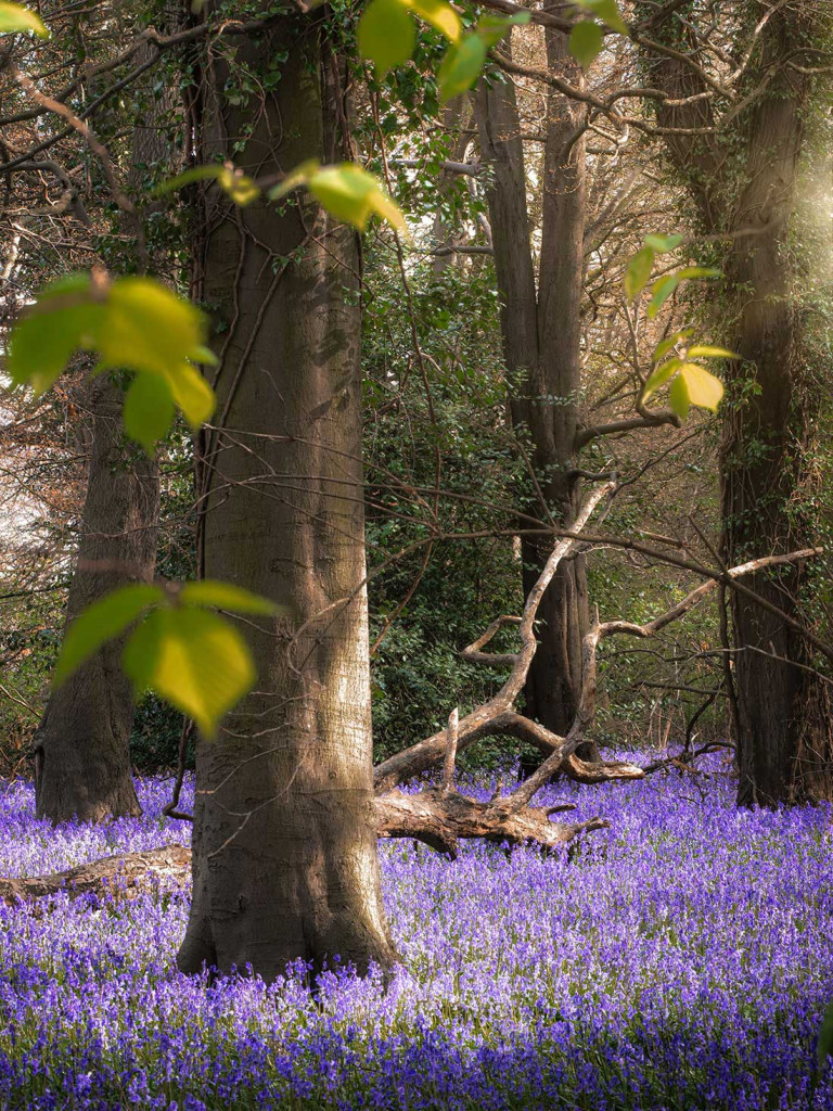 Spring Bluebells (1)-Yorkshire
