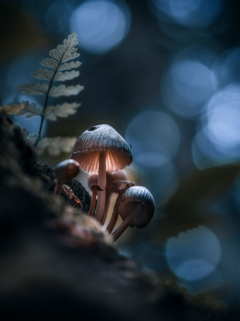 Twilight Shrooms 7
