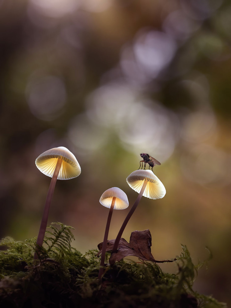 Glowing Shrooms and a Visitor