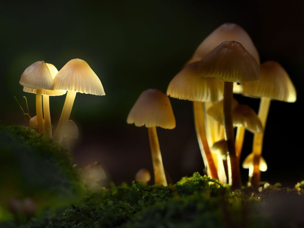 Warm Glow