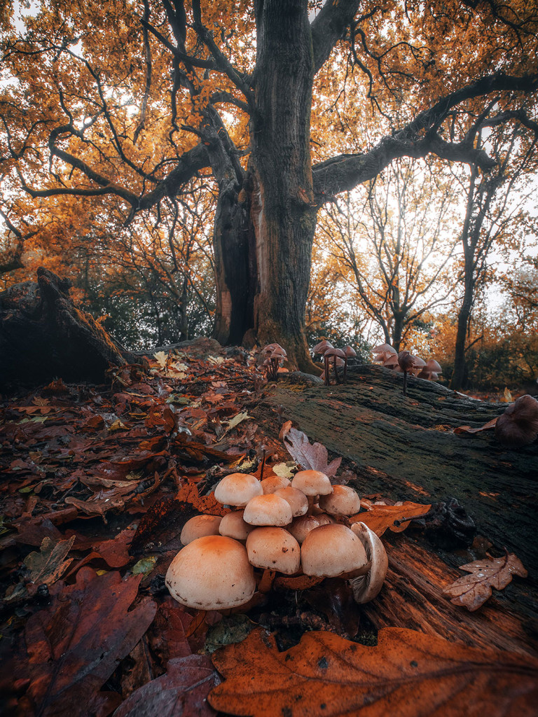 Autumn Woods 3