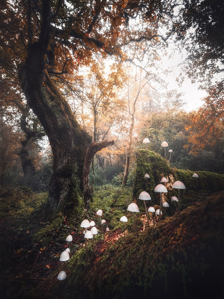 Autumn Woods 1