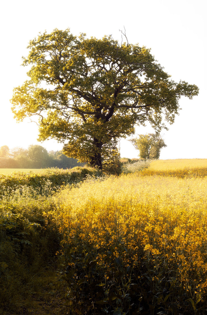 Rapeseed Oil Spring