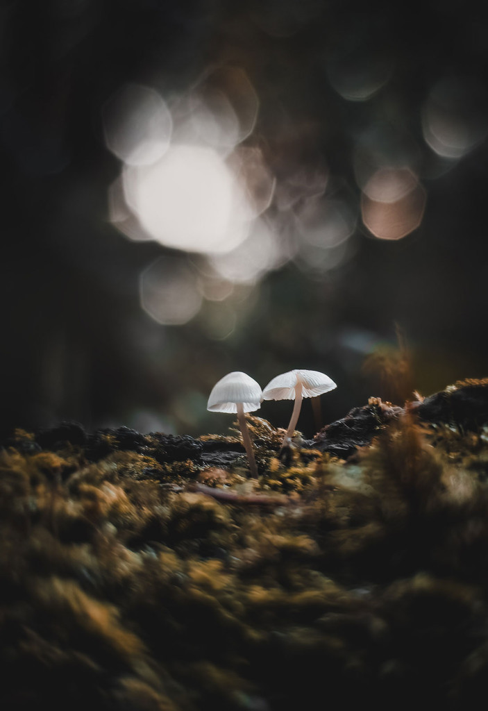 Shrooms-Helios 2