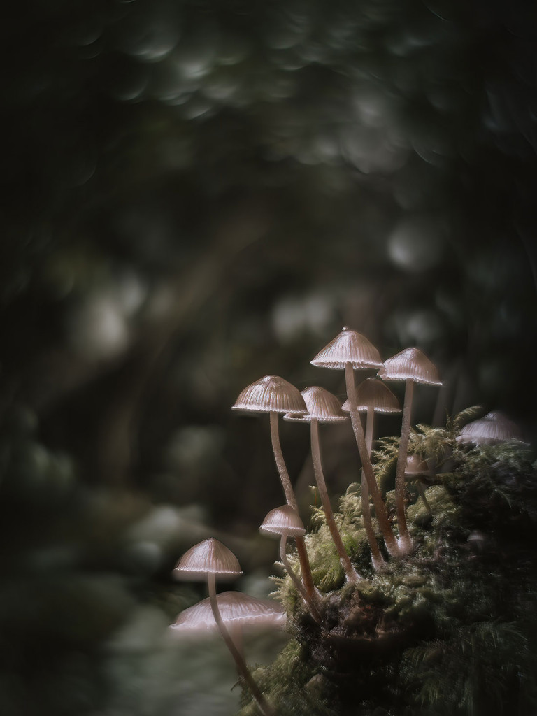 Shrooms Swirl 1