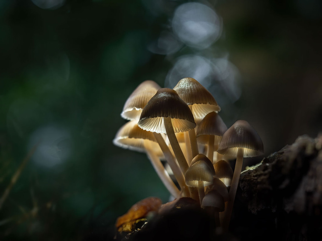 Forest Night Lights