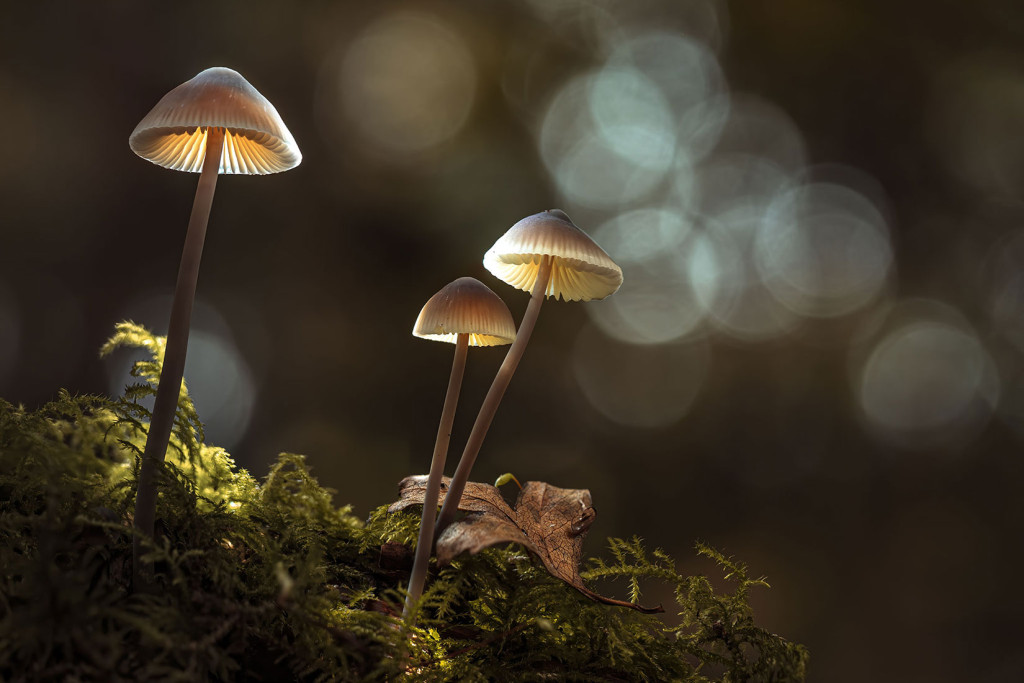 Shrooms Autumn Glow