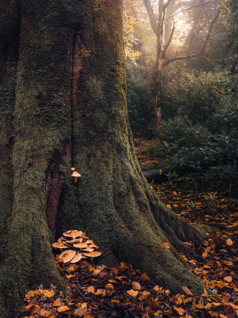Autumn Glow