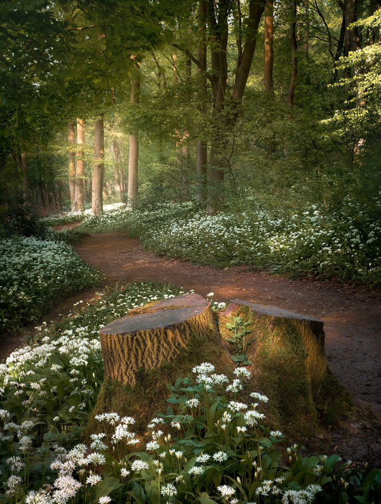 Wild Garlic in Spring 6-Yorkshire